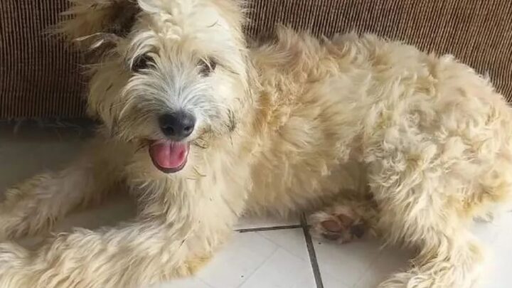 Mulher compra sofá e encontra cachorra dentro dele em SC