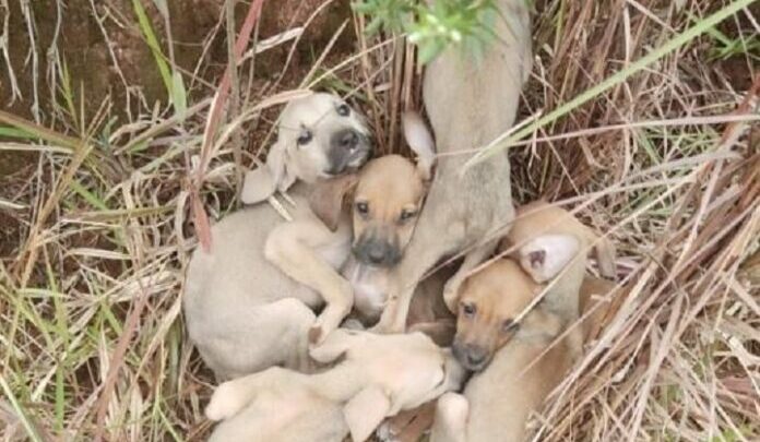 Filhotes de cães são abandonados às margens de rodovia no Oeste