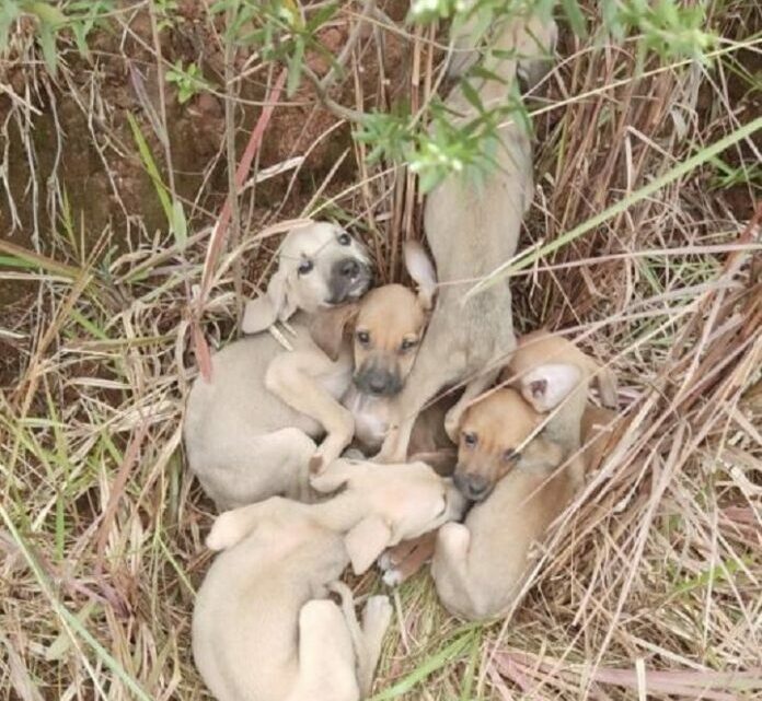 Filhotes de cães são abandonados às margens de rodovia no Oeste