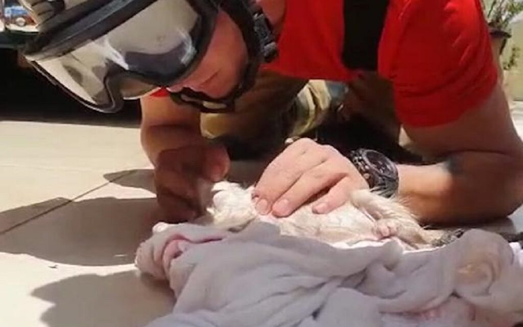 Vídeo: bombeiro faz respiração boca a boca e salva filhote de gato