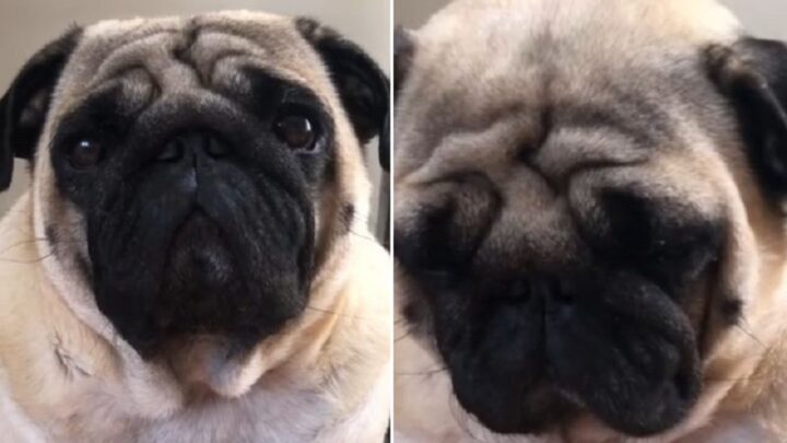 Cachorro descobre que está de dieta e tem reação hilária; veja momento