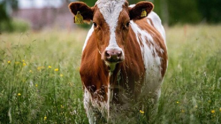 Caso de vaca louca: suspensão de exportações de carne bovina impacta SC?