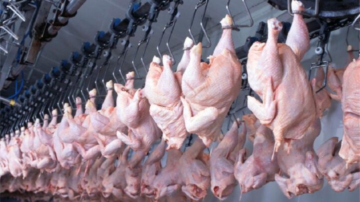 Exportação de frango catarinense cresce 9,4% e faturamento chega a $211 milhões