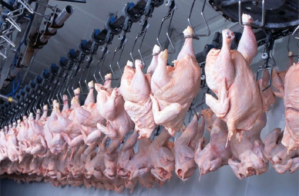 Exportação de frango catarinense cresce 9,4% e faturamento chega a $211 milhões