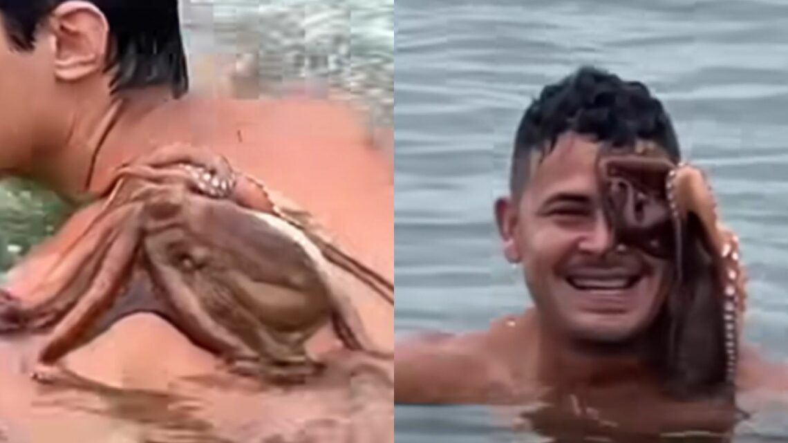 “Fofo demais”: Jovens pescam polvo, desistem de comê-lo e animal se recusa a ir embora