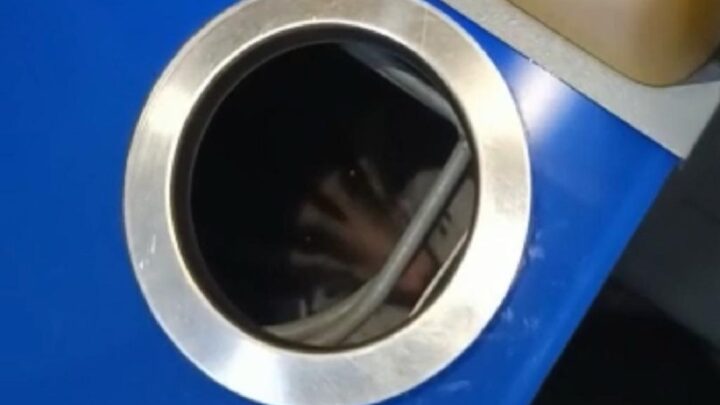 Vídeo: Cliente tenta sacar dinheiro e encontra gambá “morando” em caixa eletrônico de SC