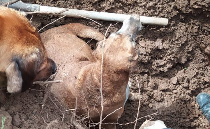 Cachorro é resgatado após ficar preso em buraco em SC