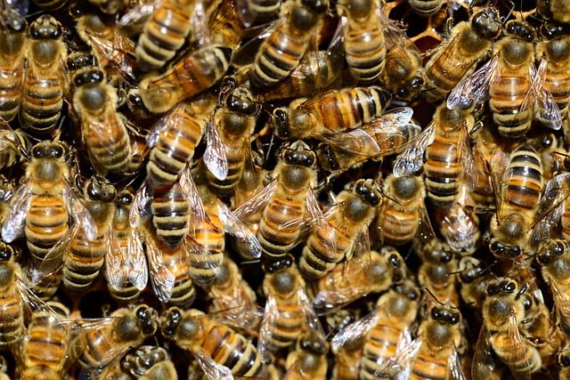 Enxame de abelhas ataca jardineiro que trabalhava em SC