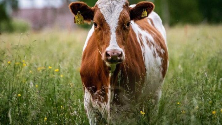 China afirma ter clonado vacas “altamente produtivas”