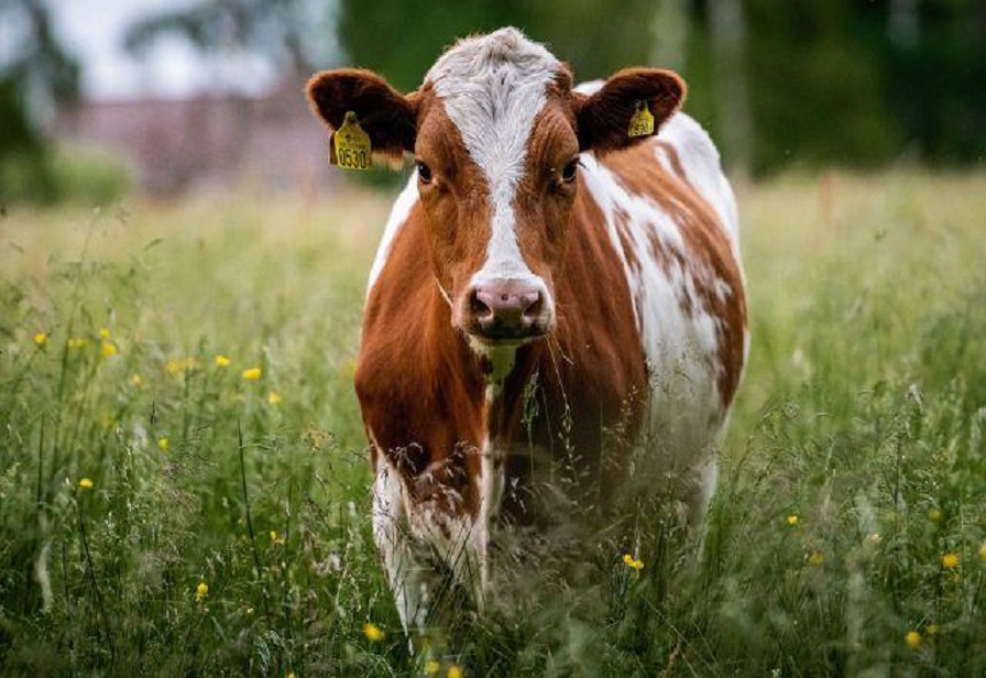 China afirma ter clonado vacas “altamente produtivas”