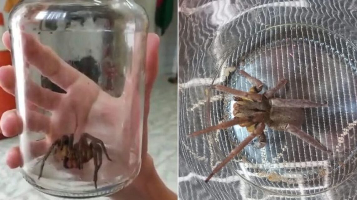 Aranha mais perigosa do mundo é encontrada dentro de residência em SC