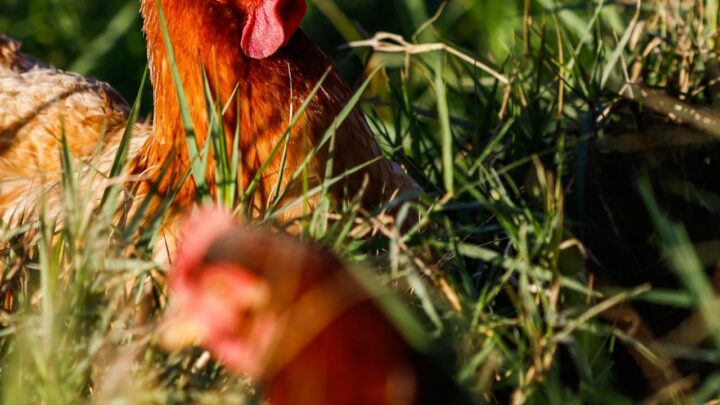 Santa Catarina suspende eventos com aves como forma de prevenção à Influenza Aviária