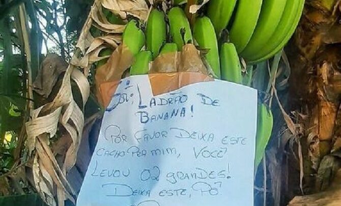 Dono de plantação deixa recado para “ladrão de banana” e bom humor surpreende