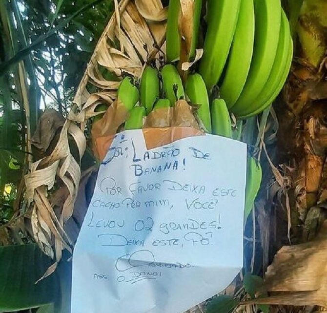 Dono de plantação deixa recado para “ladrão de banana” e bom humor surpreende