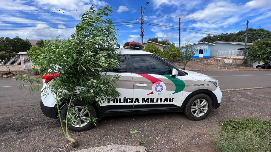 Polícia Militar apreende pé de maconha em Xaxim