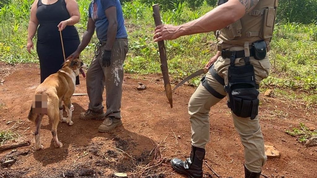 Cão é socorrido após ter estaca cravada no corpo em Joaçaba