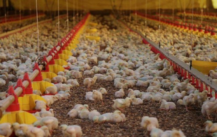Santa Catarina registra alta de 27,8% no faturamento com exportações de carne de frango