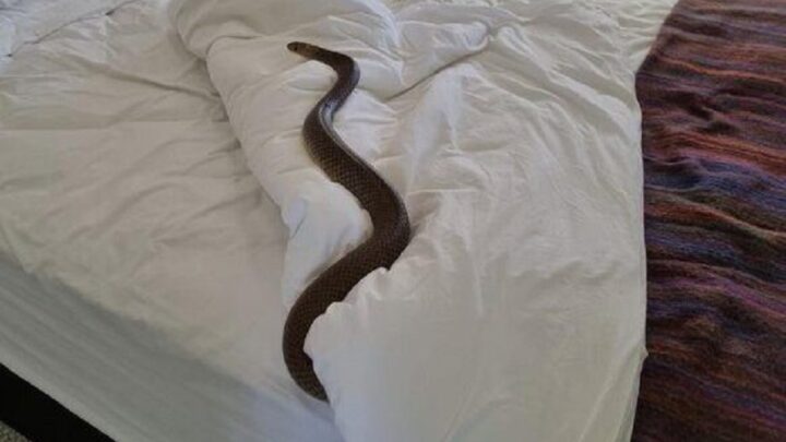 Mulher encontra uma das cobras mais venenosas do mundo dormindo em sua cama