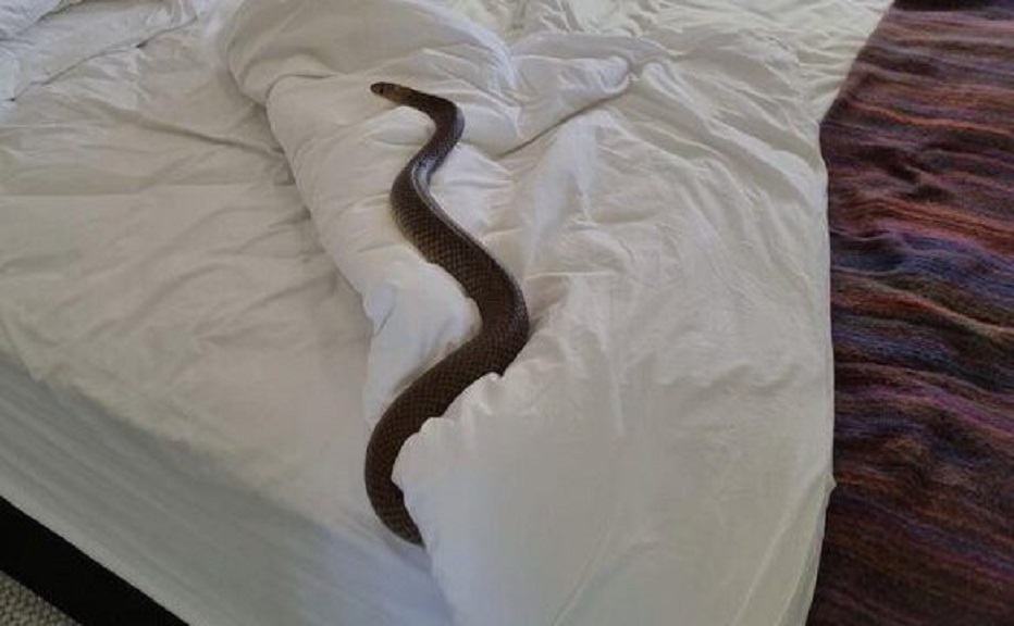 Mulher encontra uma das cobras mais venenosas do mundo dormindo em sua cama