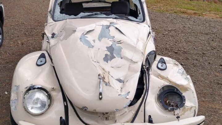 Fusca fica destruído ao atropelar vaca na Serra Catarinense