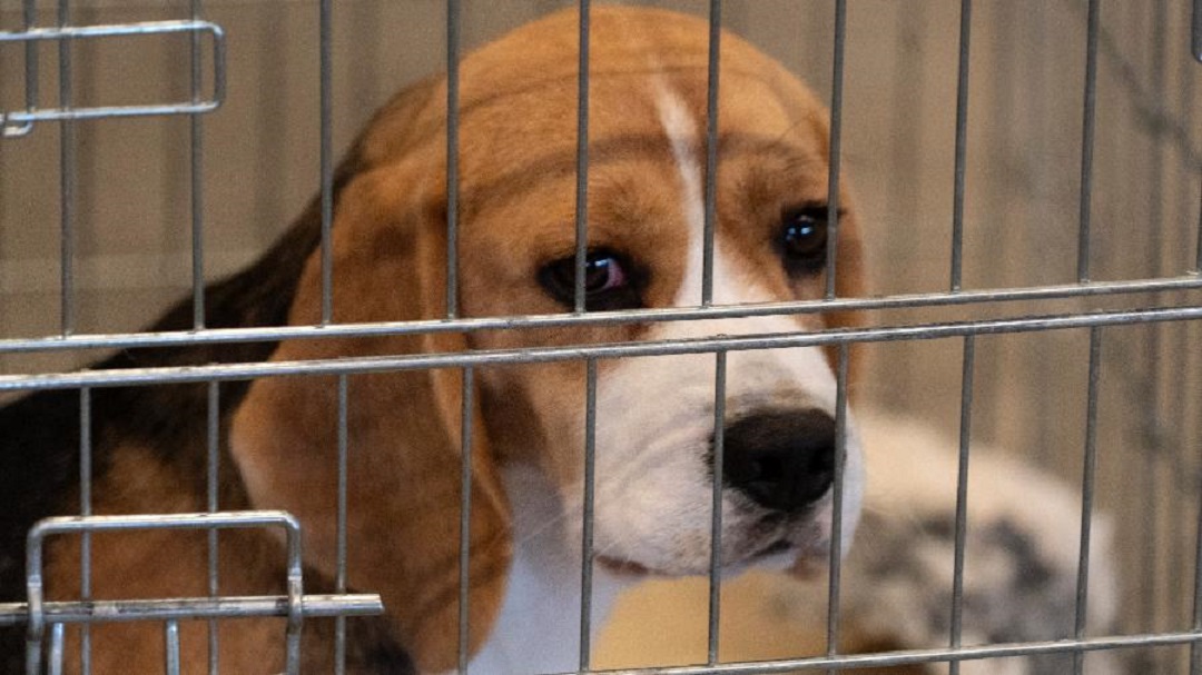 Governo proíbe o uso de animais em pesquisa científica de cosméticos e perfumes