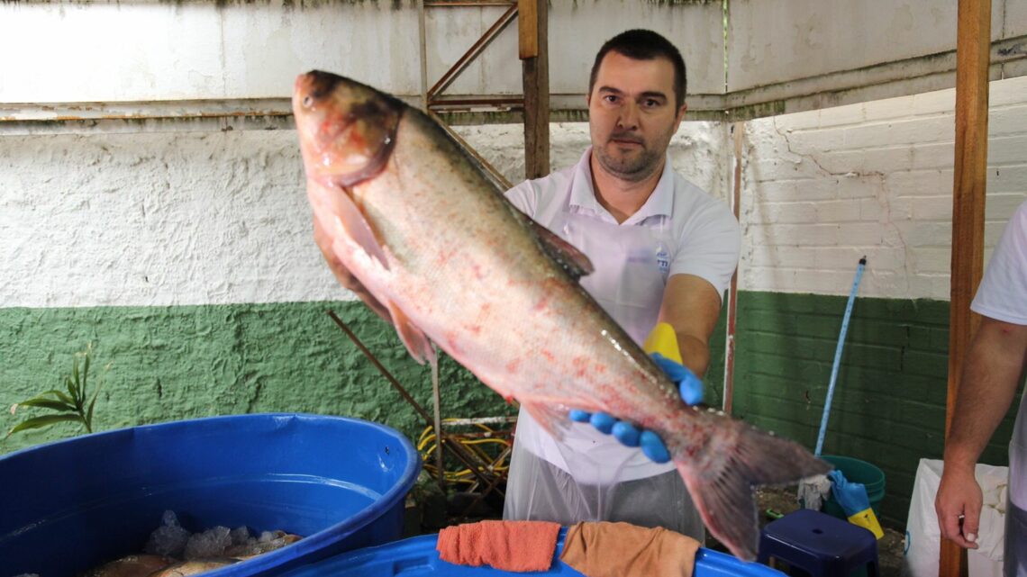 Definidos dias e valores da Feira do Peixe 2023