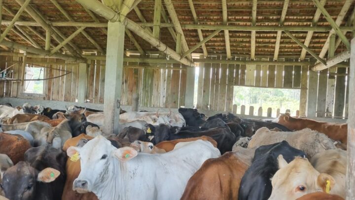 Fiscalização conjunta da Polícia Civil, CIDASC e ICASA identifica graves irregularidades em rebanho bovino