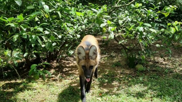Lobo-guará é adotado ao ser confundido com filhote de cachorro