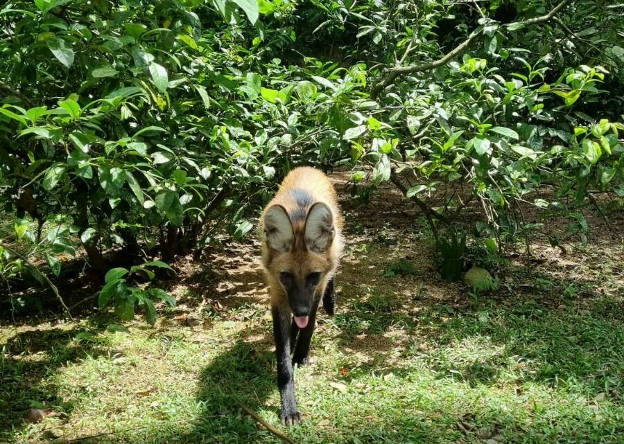 Lobo-guará é adotado ao ser confundido com filhote de cachorro