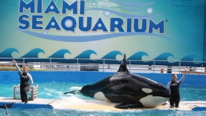 Baleia mantida em cativeiro por 52 anos será libertada