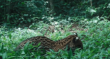 Vídeo: cena “divertida” entre jaguatirica e cobra é flagrada em reserva de SC