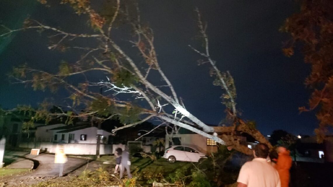 Vendaval derruba árvores no Sul de Santa Catarina