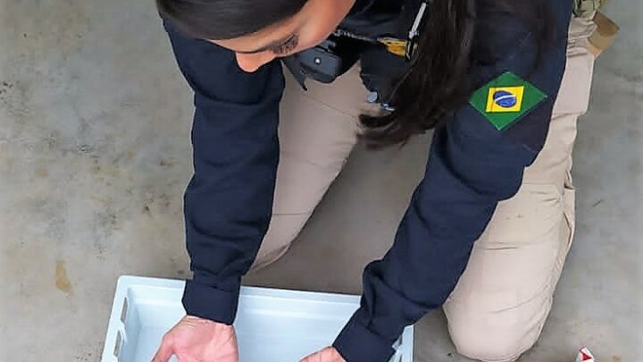PRF localiza pássaros silvestres e filhotes de tartaruga na BR-153 em Concórdia
