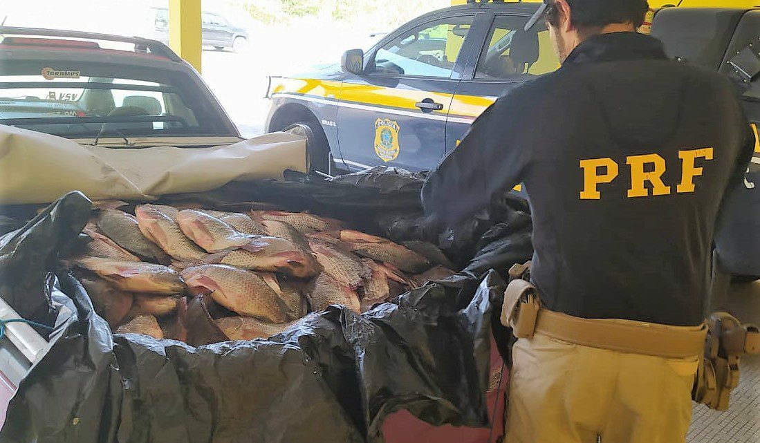 600 kg de peixe transportados sem refrigeração são apreendidos e descartados