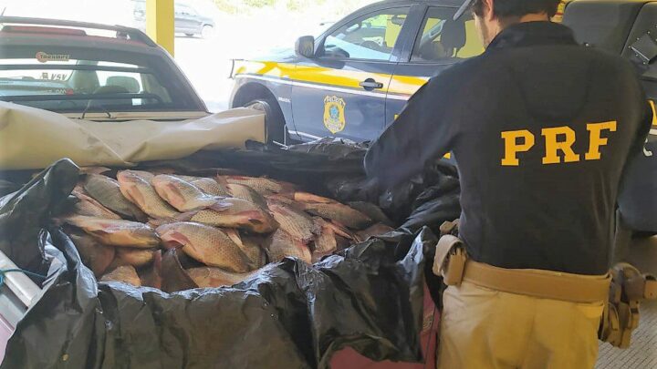600 kg de peixe transportados sem refrigeração são apreendidos e descartados