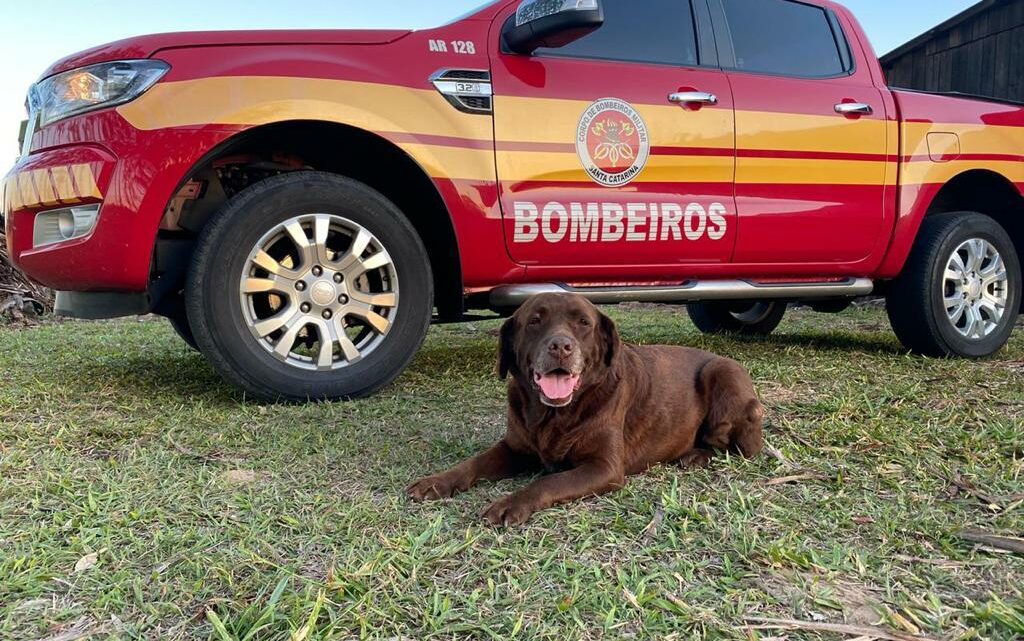 Imagens: morre Mel, cadela de SC que ajudou nas buscas do desastre em Mariana