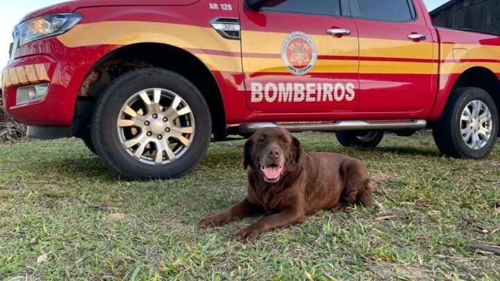 Imagens: morre Mel, cadela de SC que ajudou nas buscas do desastre em Mariana