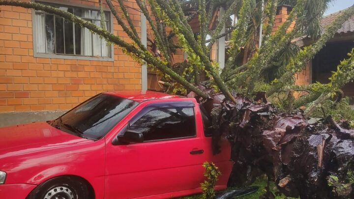 Grávida fica presa após araucária despencar sobre casa em SC