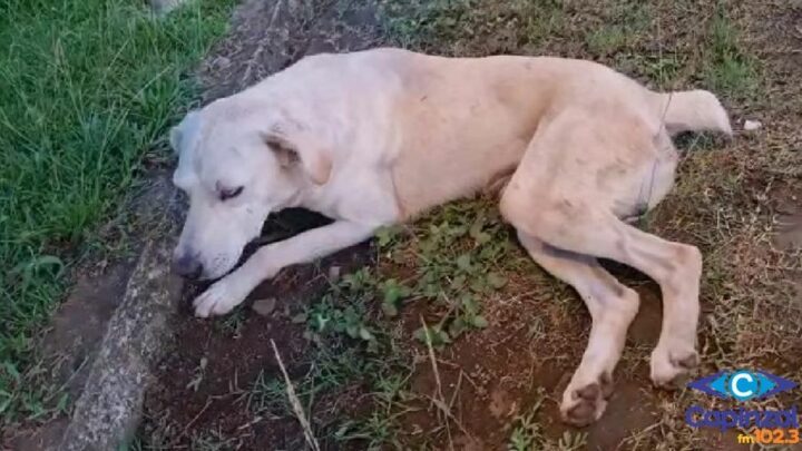 Morte de cachorro por envenenamento causa indignação e comoção entre moradores no município de Ouro
