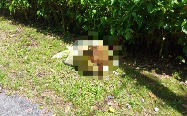 Cadáver de cão é encontrado dentro de saco plástico em SC