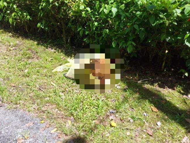 Cadáver de cão é encontrado dentro de saco plástico em SC