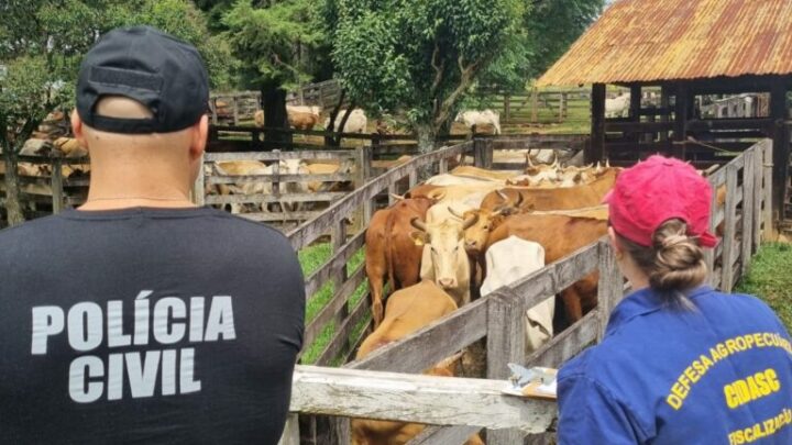 Polícia Civil e CIDASC realizam operação conjunta e identificam irregularidades sanitárias em rebanho bovino no oeste
