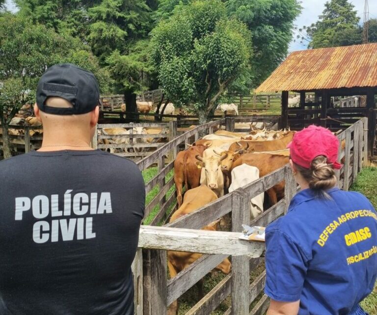Polícia Civil e CIDASC realizam operação conjunta e identificam irregularidades sanitárias em rebanho bovino no oeste