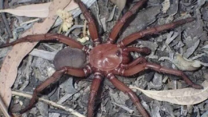 Horripilante: nova espécie de aranha gigantesca capaz de morder humanos é descoberta