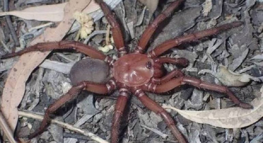 Horripilante: nova espécie de aranha gigantesca capaz de morder humanos é descoberta