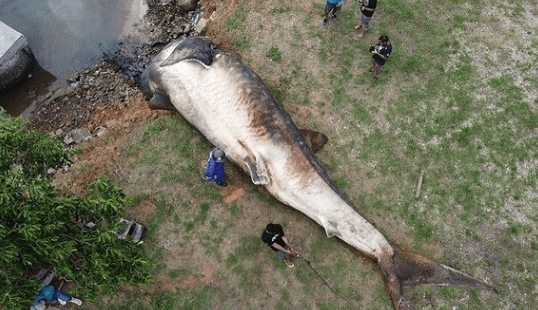 Maior peixe do mundo é encontrado morto no Espírito Santo; veja imagens