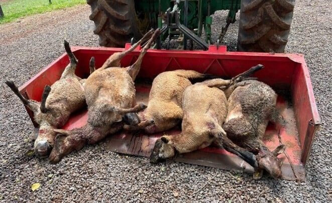 Cães matam ovelhas em propriedade de Guarujá do Sul