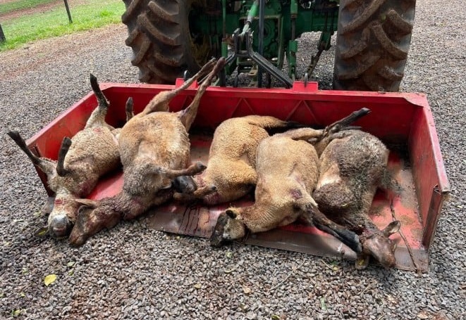 Cães matam ovelhas em propriedade de Guarujá do Sul