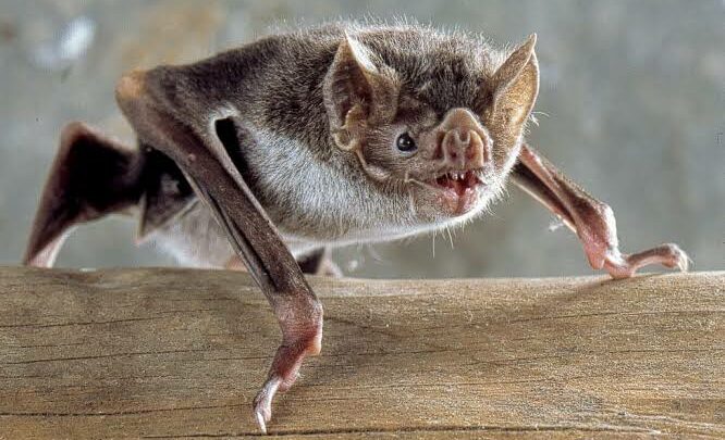 Chapecó registra caso de raiva em morcego