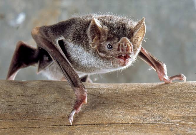 Chapecó registra caso de raiva em morcego